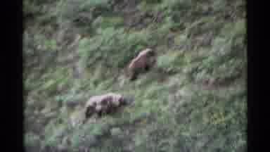 Alaska USA (1977): Two Brown Bears Climbing Up The Grassy Hillside