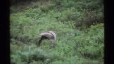 Alaska USA (1977): A Big Bear Enjoying Its Habitat