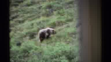 Alaska USA (1977): A Big Bearing Wandering Around In The Wilderness