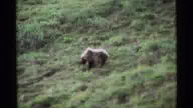 Alaska USA (1977): The Bear Caught The Dear In Broad Daylight