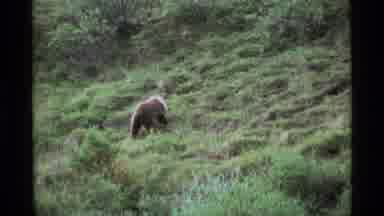 Alaska USA (1977): Grizzly Bears Nibble On Grass Outside The Window Of The Cabin