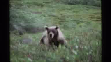 Alaska USA-1977: Grizzly Bear Walks Through Grassy Meadow, Glances at Camera, Another Bear Forages