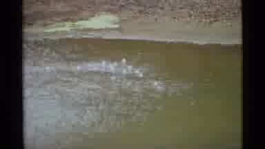 Alaska USA (1977): Many Water Fowl Swimming On Top Of Green Still Water Near Shore
