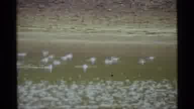 Alaska USA (1977): Flock Of Ducks Swimming In The Water And A Puppy Running Down