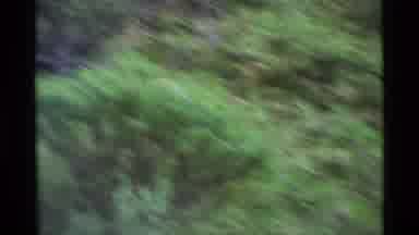 Alaska USA (1977): Hikers Exploring A Trail With Wild Animal Running Through