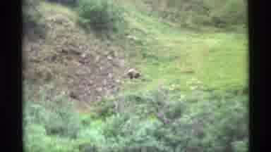 Alaska USA (1977): A Lone Bear Roaming A Grassy Hill Looking For Its Cub