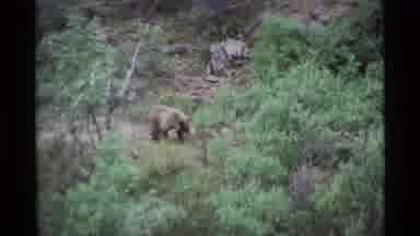 Alaska USA (1977): A Bear Walking In A Forest Where A Blonde Woman Is Watching Him