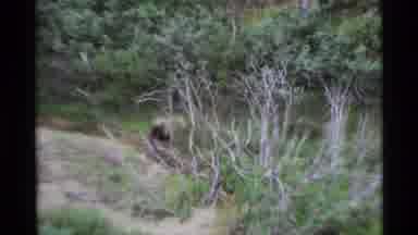 Alaska USA (1977): A Elephant Was Angry And Shout In The Forest And Standing