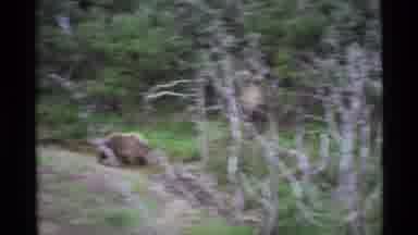 Alaska USA (1977): Two Bear Cubs Are Grown Up And Exploring The Wooded Areas Of