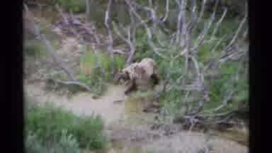 Alaska USA (1977): Bear Walking On A Path Through The Brush In The Wilderness