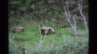 Alaska USA (1977): Pair Of Kodiak Bears Walking Through Tall Grass On A Clear Day