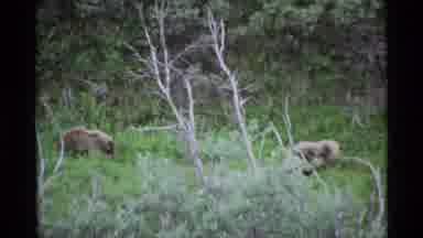 Alaska USA (1977): Bears In The Mountains Walking Around On Stony Hillside And