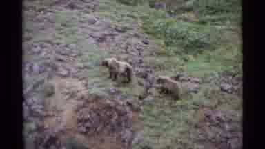Alaska USA (1977): Bears Are So Majestic And Are Good At Surviving In The