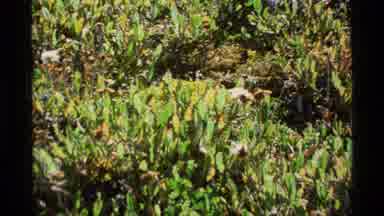 Alaska USA (1977): Yellow Flowers Blooming On A Bright Sunny Day