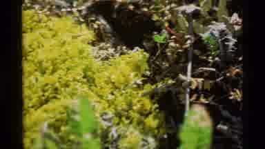 Alaska USA (1977): Yellow Flowers And Then The Image Zooms On A Bush Of Red Fruits