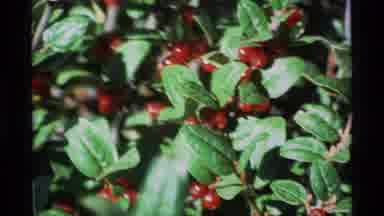 Alaska USA (1977): Red Berries On A Bush And A Quiet River Bed Landscape