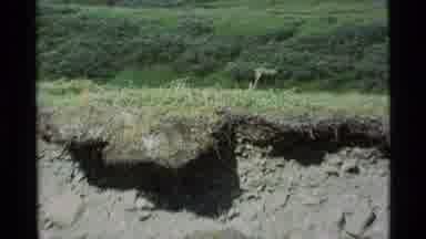 Alaska USA (1977): Damaged Sod With A Cliff And Erosion Of Grass