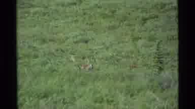 Alaska USA (1977): A Deer Walking In A Forest