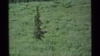 Alaska USA (1977): Nature View Of An Animal With A Green Background Outdoors