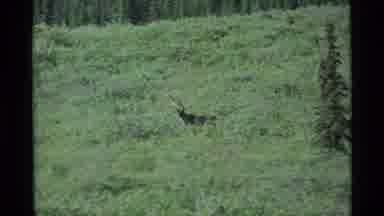Alaska USA-1977: Caribou Grazes In Tundra Landscape