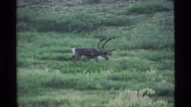 Alaska USA (1977): Two Stags Grazing Quietly While Moving Across A Field