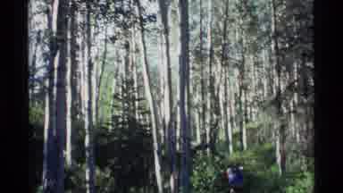 Alaska USA (1977): Backpacker Hiking Through The Forest Among Incredibly Tall