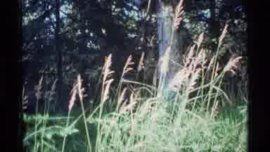 Alaska USA (1977): Tall Grass In Heavily Wooded Area Field With Weeds And Plants