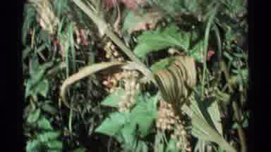 Alaska USA (1977): Closeup Colored Video Footage Of A Plant Or Weed In The