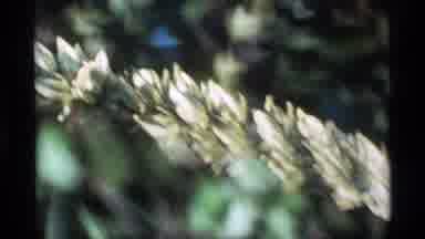 Alaska USA (1977): Beautiful Flowers In The Garden In Daytime