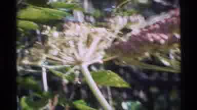 Alaska USA (1977): Footage Of Vegetation In A Garden With Blooming Plants And