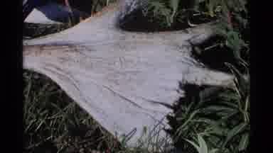 Alaska USA (1977): Two Views Of The Forest One Of Beautiful Flowers And An Animal