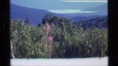 Alaska USA (1977): A Calm And Large Lake With Lot Of Flowering Plants And Trees