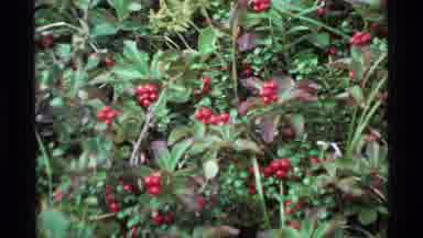 Alaska USA (1977): Two Scenes A Big Body Of Water And Beautiful Red Flowers