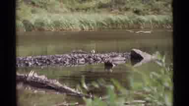 Alaska USA (1977): Old Style Video Showing A River With A Small Bird Sitting On A