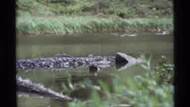 Alaska USA (1977): Observing Nature In All Of Its Beauty And Peaceful Serenity