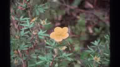 Alaska USA (1977): If You Put This Under Your Chin And It Glows Buttercup