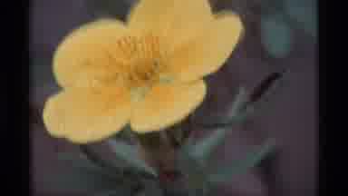 Alaska USA (1977): Yellow Flower Shaking In The Wind Looks Like It Is Shivering