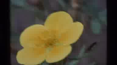 Alaska USA (1977): Different Colored Flowers Are Borne On Plants On The Ground