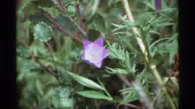 Alaska USA (1977): Five Star Shaped Purple Flower In The Wild Filmed In Color