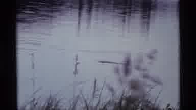 Alaska USA (1977): Duck Swims On A Lake Purple Flower Duck Dies Under Water