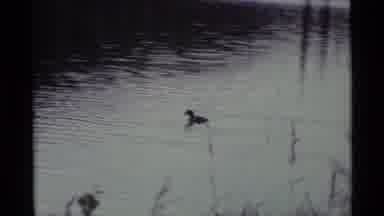 Alaska USA (1977): Two Ducks Enjoy Slowly Swimming In A Clean Ponds On A Calm