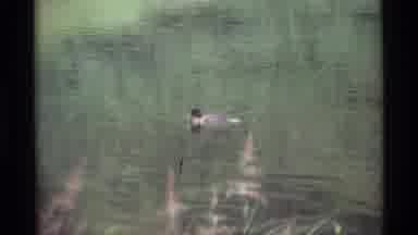 Alaska USA (1977): A Lone Duck Floats Around In The Lake Nestled In Front Of