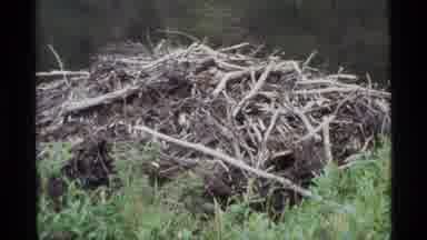 Alaska USA (1977): River Ponds And Branches On The Side