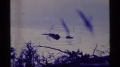 Alaska USA (1977): Lake Animal Maybe A Hippopotamus Swimming