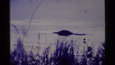 Alaska USA (1977): Alligator Swims In Creek By Hill