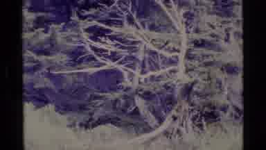 Alaska USA (1977): Black And White Film Of Bare Trees At The Base Of A Mountain