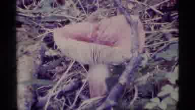 ALASKA USA-1977: Colorful Mushrooms Sprouting In The Forest Landscape