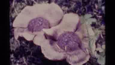 Alaska USA (1977): Flower Forest Mushroom Outdoor Wilderness Grass Bushes Weather