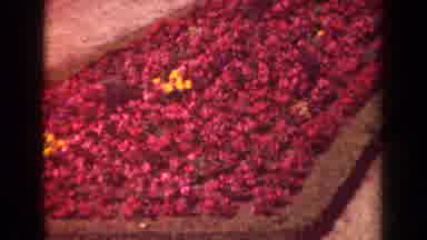 Paris France (1939): Flowers On A Sidewalk