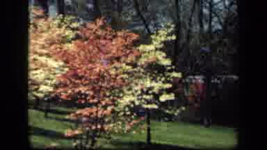 New York USA (1941): A View Of Pretty Flowers In A Forest